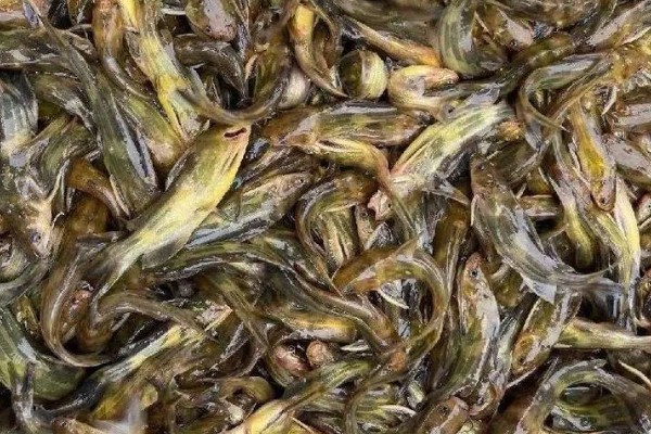 黄辣丁表面的黄膜要不要洗净,洗净后可以减少腥味和细菌