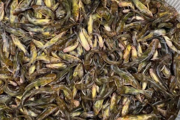 黄辣丁表面的黄膜要不要洗净,洗净后可以减少腥味和细菌