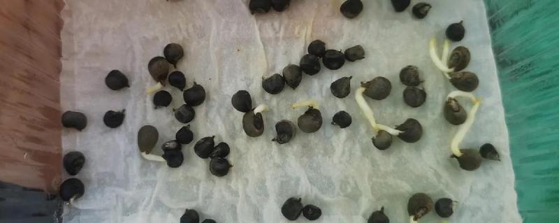 红提种子的催芽方法，常用以下三种方式