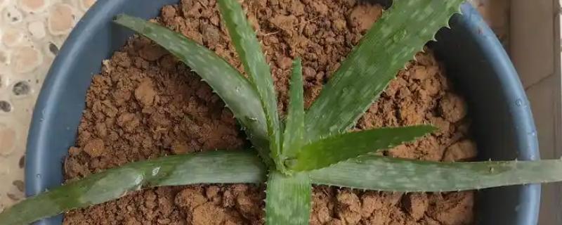 让芦荟又肥又大的方法，每天接受6小时以上的光照