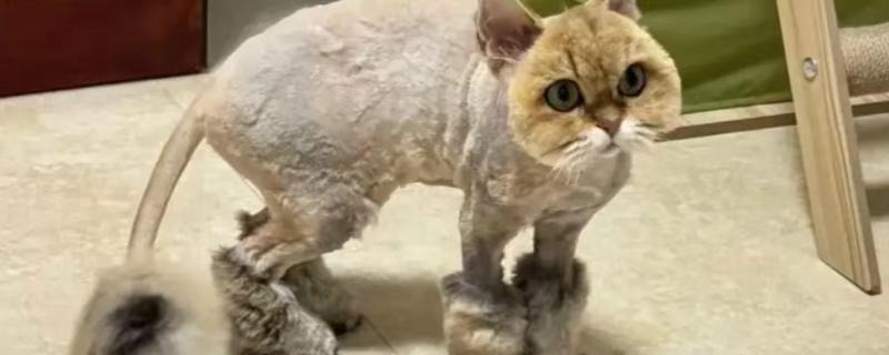 猫咪剃毛需注意什么，剃毛后让它生活在干净整洁的地方