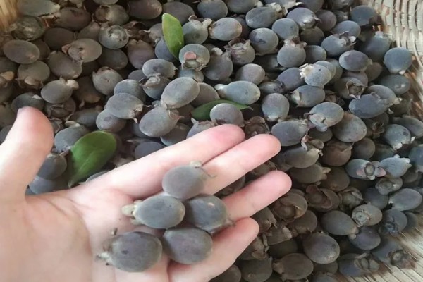 桃金娘的价格,各地的价格不同