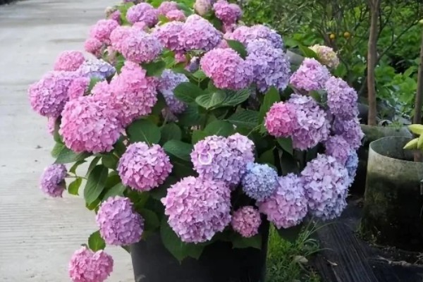 为什么绣球花不开花,可能是修剪不当所致