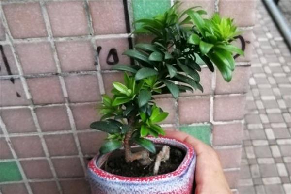 珍珠罗汉松的养殖方法,生长旺期注意追施复合肥