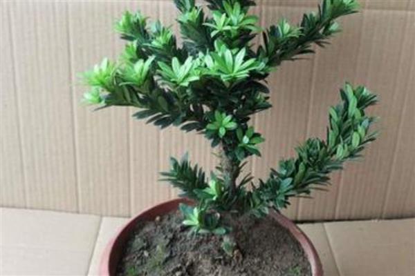 珍珠罗汉松的养殖方法,生长旺期注意追施复合肥