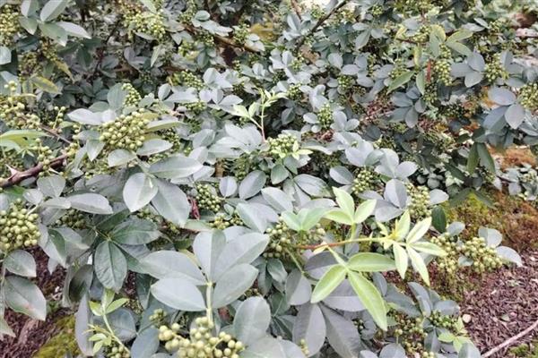 种植花椒的环境，全年日照时长不能少于1800小时