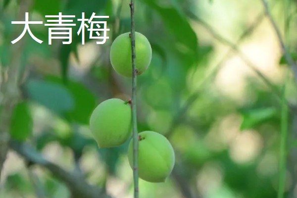 酸梅的品种,有大青梅、青丰等