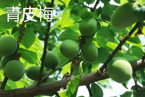酸梅的品种,有大青梅、青丰等