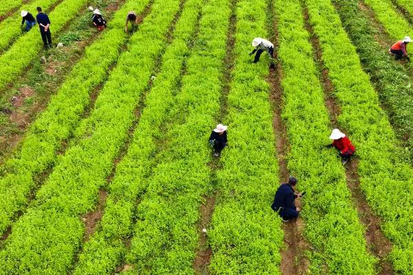 党参除草剂用什么,育苗田不得使用除草剂