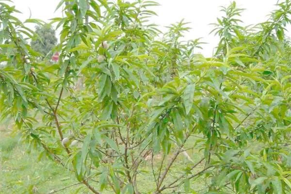 桃树淹了会不会复活,可能不会复活