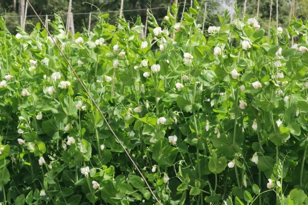 豌豆苗的种植方法,春季和秋季均可播种