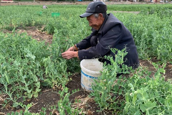 豌豆苗的种植方法,春季和秋季均可播种
