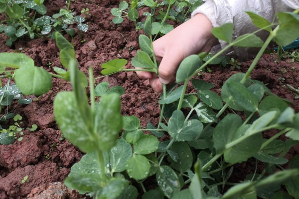 豌豆苗的种植方法,春季和秋季均可播种