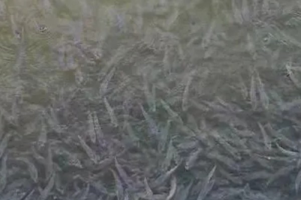白乌鱼苗的产地,产地位于四川省内江市