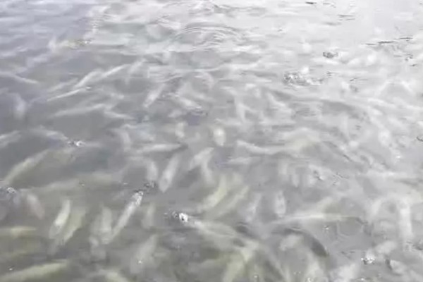 白乌鱼苗的产地,产地位于四川省内江市