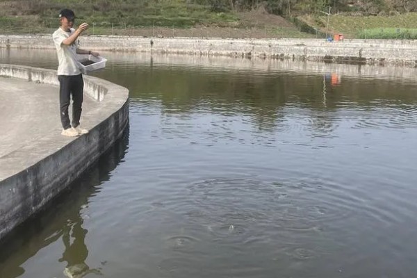 白乌鱼苗的产地,产地位于四川省内江市