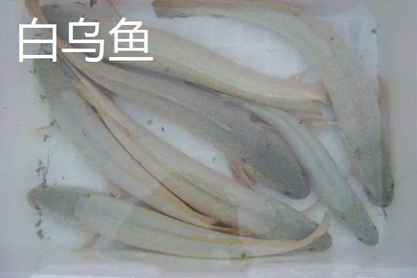 白乌鱼苗的产地,产地位于四川省内江市
