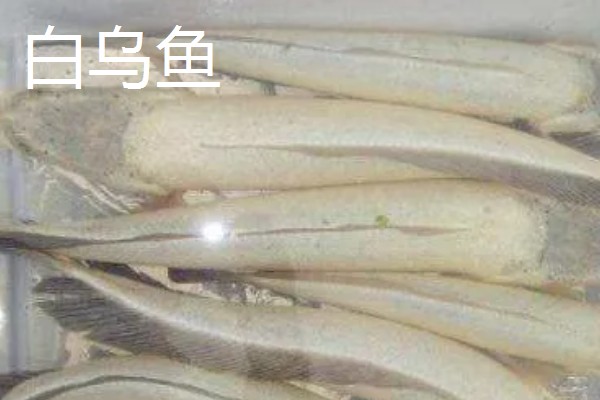 白乌鱼苗的产地,产地位于四川省内江市