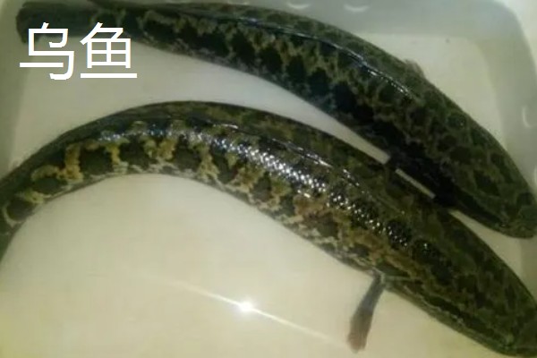 白乌鱼苗的产地,产地位于四川省内江市