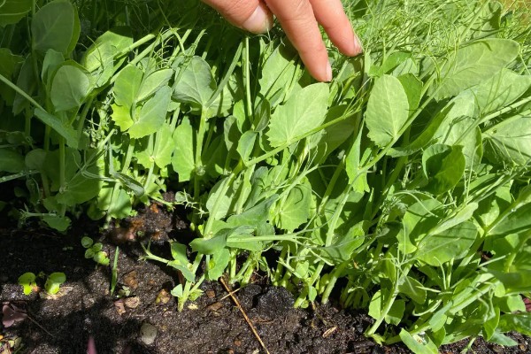 豌豆苗的种植方法,春季和秋季均可播种