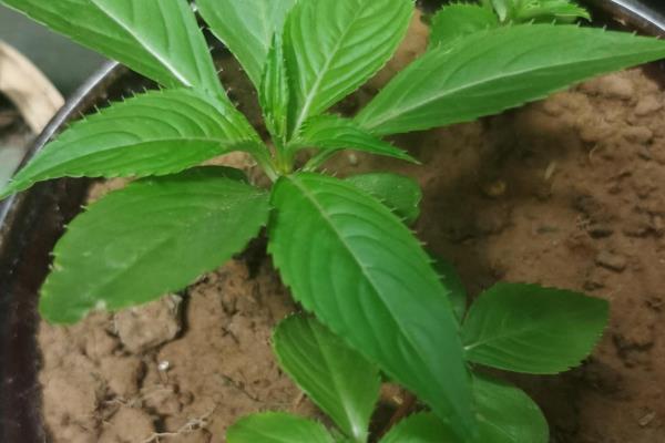 让凤仙花多开花的方法，提供充足的光照可促进花朵开放