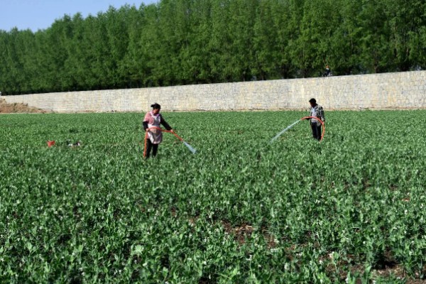 豌豆苗的种植方法,春季和秋季均可播种