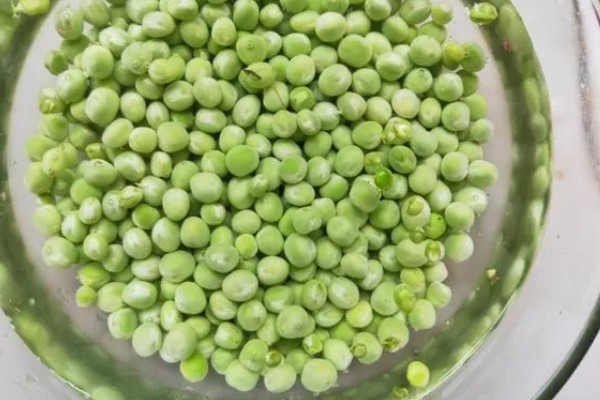 豌豆苗的种植方法,春季和秋季均可播种