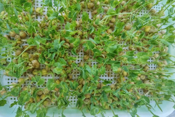 豌豆苗的种植方法,春季和秋季均可播种