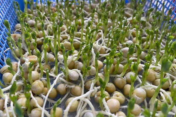 豌豆苗的种植方法,春季和秋季均可播种