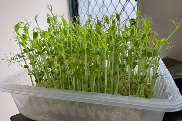 豌豆苗的种植方法,春季和秋季均可播种