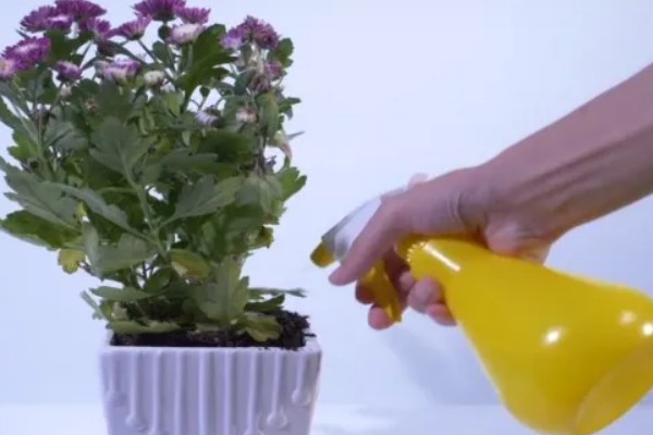 菊花叶子发软下垂的原因,可能是缺少水分所致