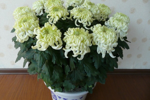 菊花叶子发软下垂的原因,可能是缺少水分所致