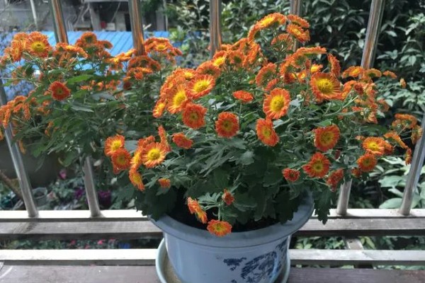 菊花叶子发软下垂的原因,可能是缺少水分所致