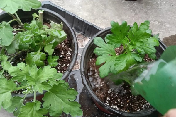菊花叶子发软下垂的原因,可能是缺少水分所致