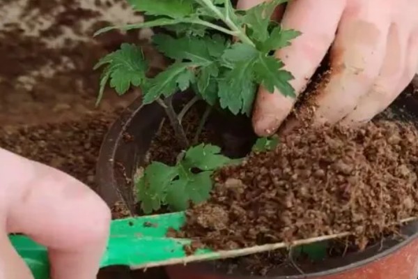 菊花叶子发软下垂的原因,可能是缺少水分所致