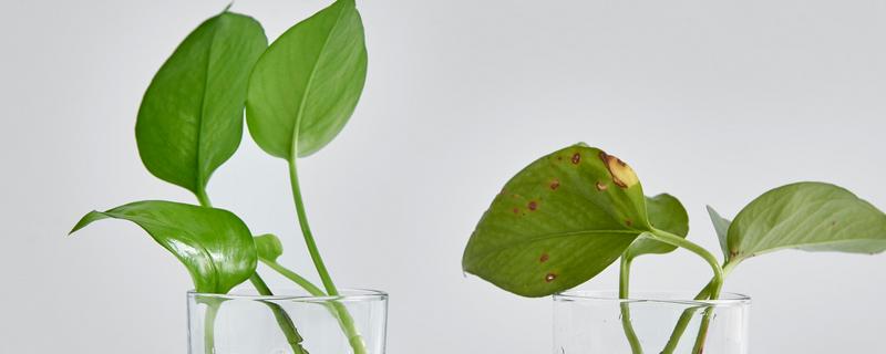 绿萝的根能不能泡水，水位没过根部的一半即可