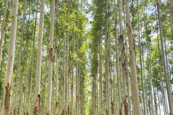 桉树的日常管理方法,造林当年夏秋除草松土1-2次