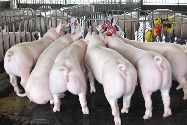 怎么对母猪使用促排卵3号,配种前肌肉注射25微克