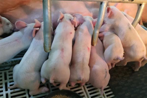怎么对母猪使用促排卵3号,配种前肌肉注射25微克