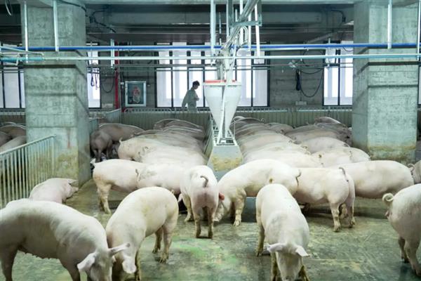怎么对母猪使用促排卵3号,配种前肌肉注射25微克