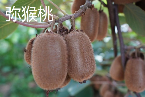哪些水果在秋天成熟,常见苹果、芒果等品种