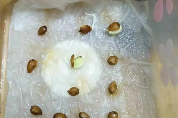 红提种子的催芽方法,常用以下三种方式