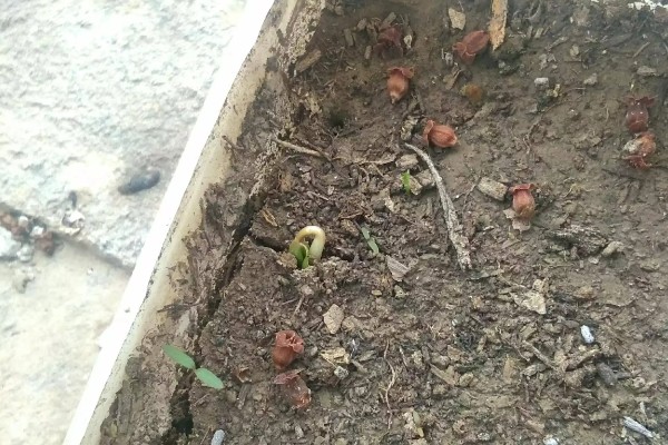 红提种子的催芽方法,常用以下三种方式