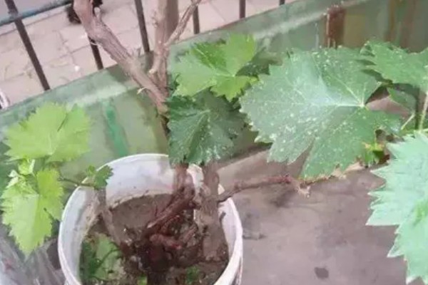 红提种子的催芽方法,常用以下三种方式