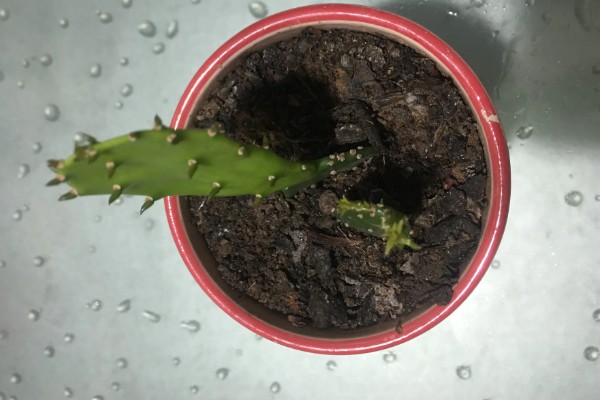 仙人掌有哪些花语,代表狠心拒绝、内心柔弱等含义