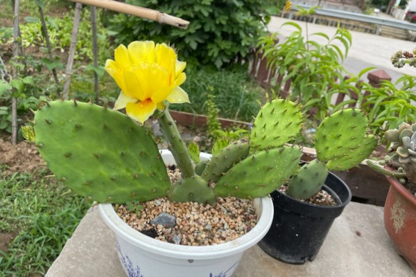 仙人掌有哪些花语,代表狠心拒绝、内心柔弱等含义