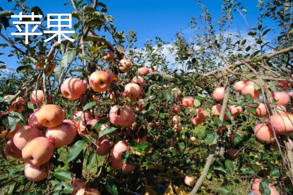 哪些水果在秋天成熟,常见苹果、芒果等品种