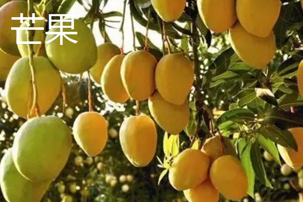 哪些水果在秋天成熟,常见苹果、芒果等品种