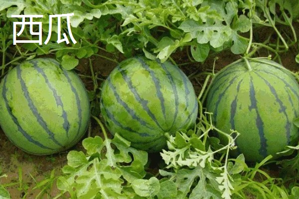 哪些水果在秋天成熟,常见苹果、芒果等品种