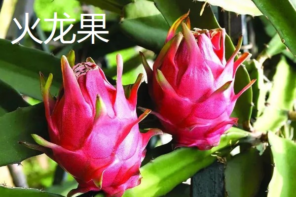 哪些水果在秋天成熟,常见苹果、芒果等品种